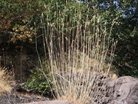 Torrente_Quarantore - 20110911 113.jpg